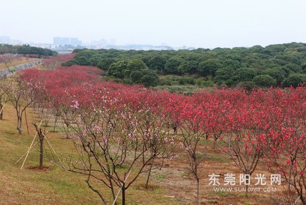 年初九(周六)春暖花开时,松山湖畔游,桃花运来到!